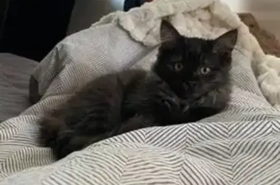 Кошки потеряшки, Новосибирск, фото: Потеряшка кошка, ул. Гоголя 202, Новосибирск