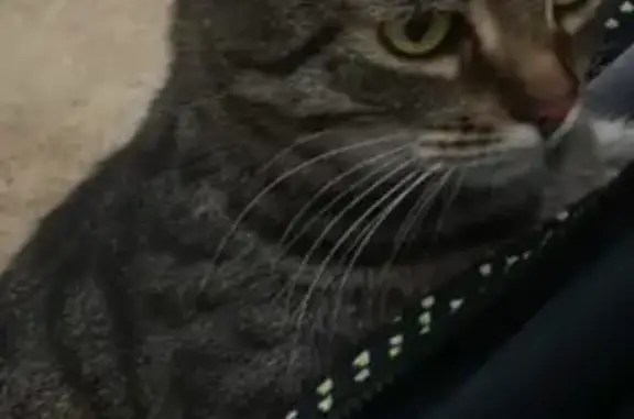 Пропала кошка, Заозёрная 5, Омск