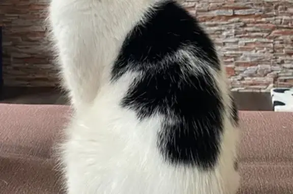 Пропала кошка, 41-я ул., Зеленогорск