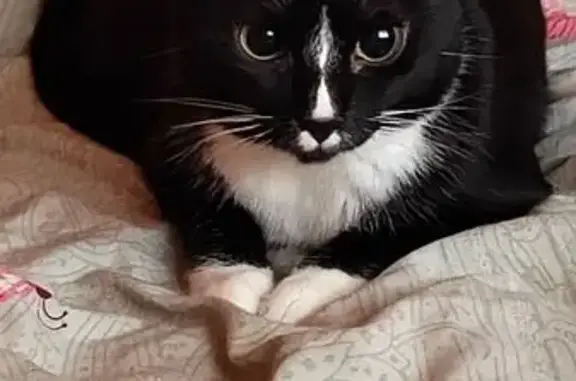 Потерянные животные Салехард, фото: Пропала кошка, ул. Маяковского, 58, Салехард