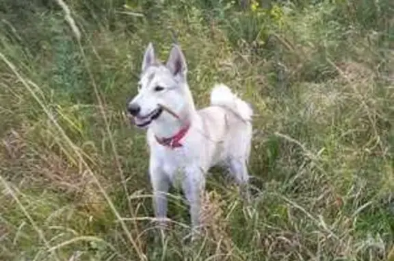 Собаки потеряшки, Солнечногорск, фото: Потеряшка собака, Вертлинское шоссе, 44