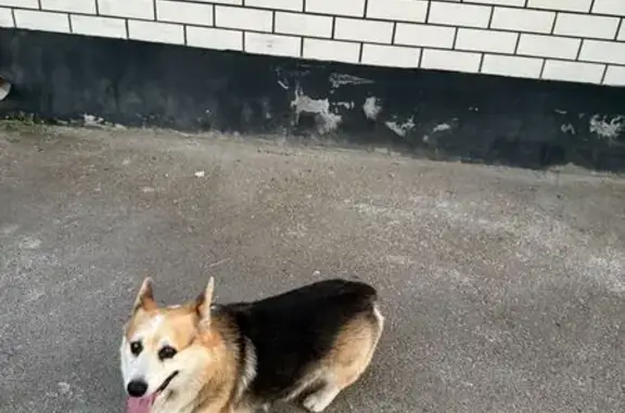 Потеряна собака на Серова, 145, Ставрополь