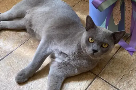 Кошки потеряшки, Чуровское, фото: Потеряшка кошка, Чуровское с/п, 58