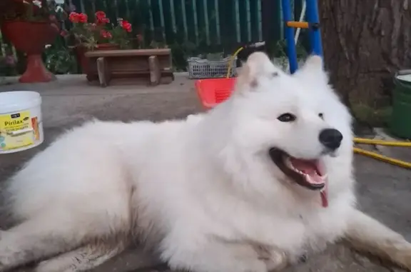 Найдена собака в лесопарке Дубки, Самара