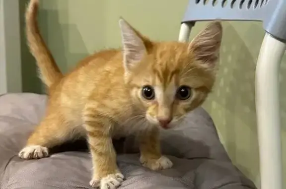 Котенок найден: Комсомольская пл., 2, Москва