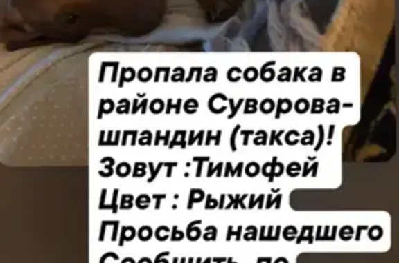 Пропала собака, ул. Суворова 37, Калининград