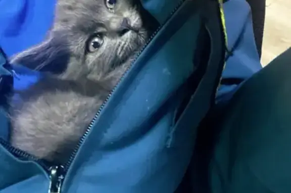 Найдена кошка, Черкесск, фото: Кошка найдена: Кавказская 33, Черкесск