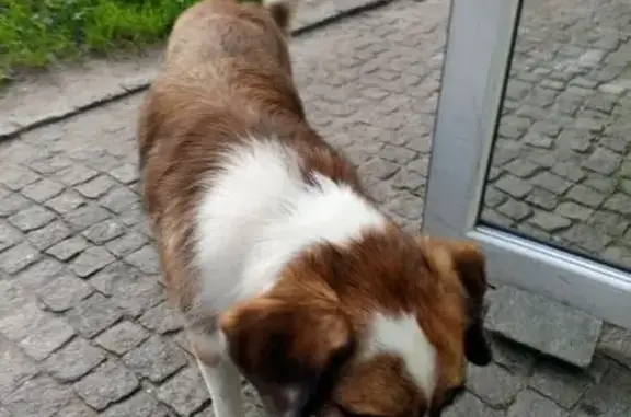 Собака найдена на ул. Гагарина, 16, Калининград