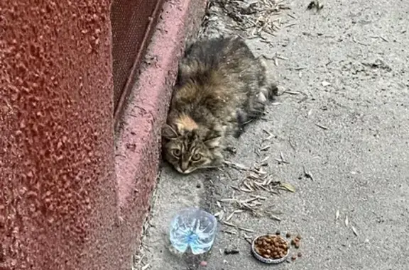 Найдена кошка, Санкт-Петербург, фото: Трехцветная кошка найдена: Гагарина 20 к5