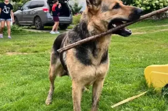 Собака найдена в СНТ Дорожник-2, Псковская обл.