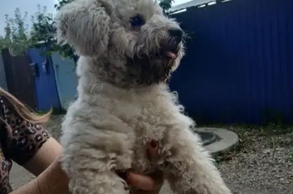 Светлый окрас: найдена собака, Ростовская 119