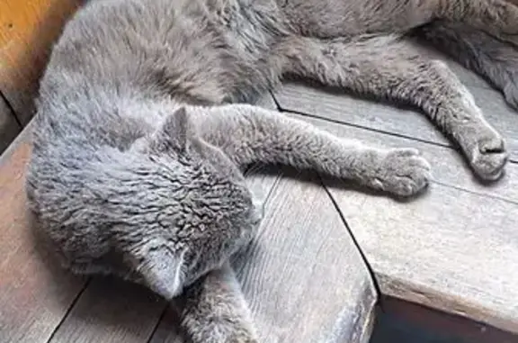 Найдена кошка, Владивосток, фото: Кошка найдена: Новоивановская 3А, Владивосток