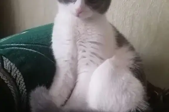 Кошки потеряшки, Гродно, фото: Потеряшка кошка, ул. Лиможа 28, Гродно