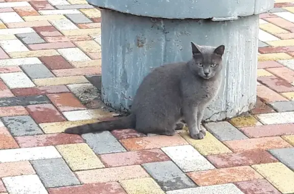 Найдена кошка, Москва, фото: Серая кошка найдена на Прянишникова, 14с7