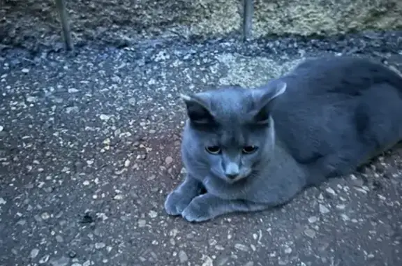 Найдена кошка, Уфа, фото: Найдена кошка, Уфа, пр. Октября 116