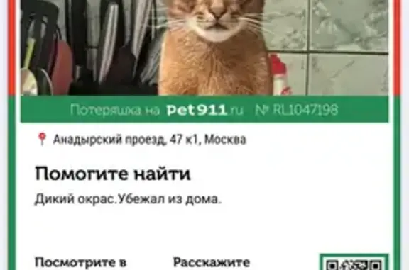 Кошки потеряшки, Москва, фото: Потеряшка кошка, Анадырский проезд, 47к1