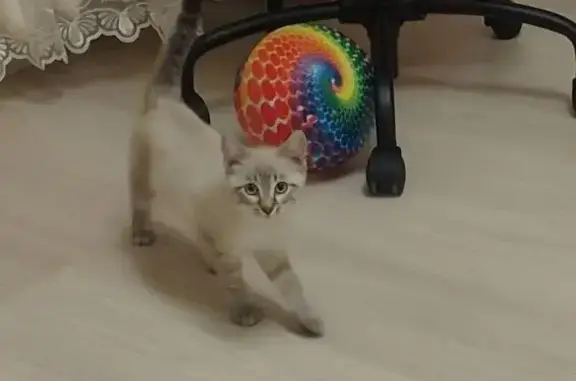 Кошки потеряшки, Чебоксары, фото: Потеряшка кошка, ул. Крылова, 1, Чебоксары