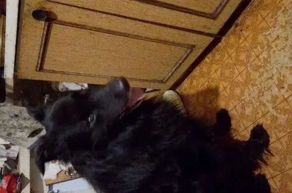 Найдена чёрная собака, ул. Коллонтай 29к1