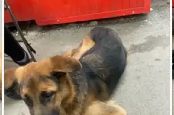 Собака найдена на пл. Ленинского Комсомола