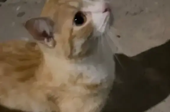 Кошка найдена у Ленина, 8, Киров