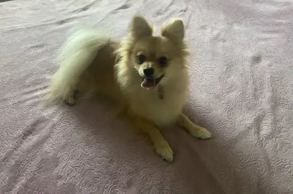 Найдена собака, ул. Ногина 1А, Серпухов