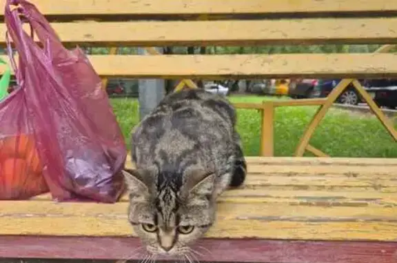 Найдена кошка, Москва, фото: Кошка найдена: Ореховый бульвар, 21 к1