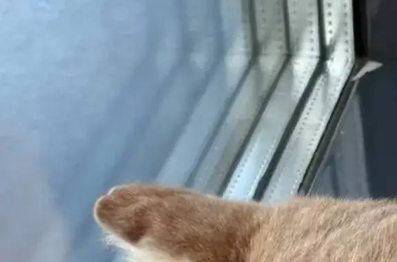 Кошка найдена на ул. Макарова, 5/1