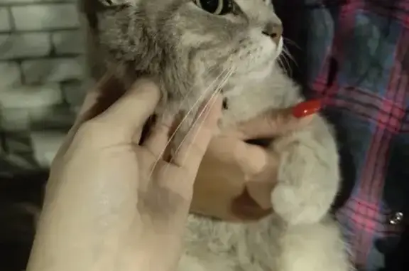 Кошка найдена: Мостовицкая, 4, Киров