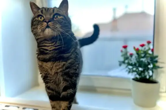 Кошки потеряшки, Челябинск, фото: Потеряшка кошка, ул. 32-й Годовщины, 95