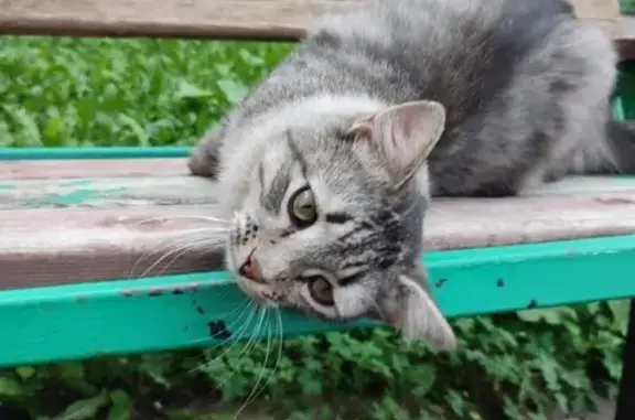 Найдена кошка, Саранск, фото: Найдена кошка, Саранск, Фурманова 17А