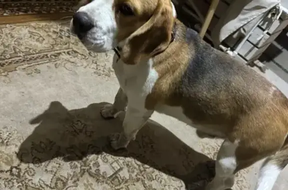 Найдена собака, Воронежская область, фото: Бигль найден в СНТ Здоровье, Воронежская обл.