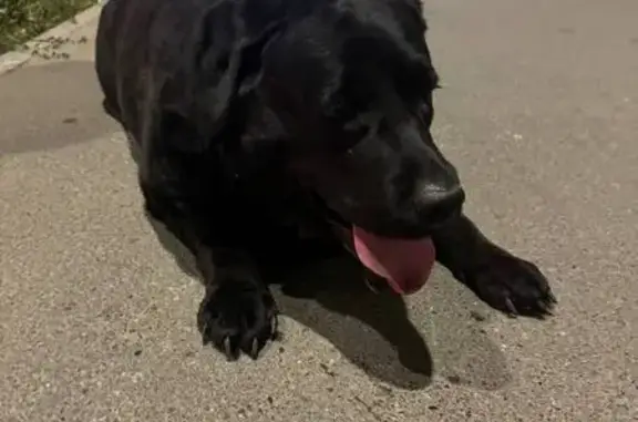 Найдена собака, Чебоксары, фото: Найдена собака, Гражданская 7, Чебоксары