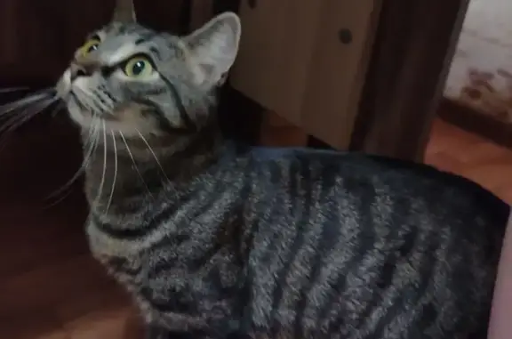 Кошки потеряшки, Мурманск, фото: Потеряшка кошка, проезд Бабикова 14, Мурманск