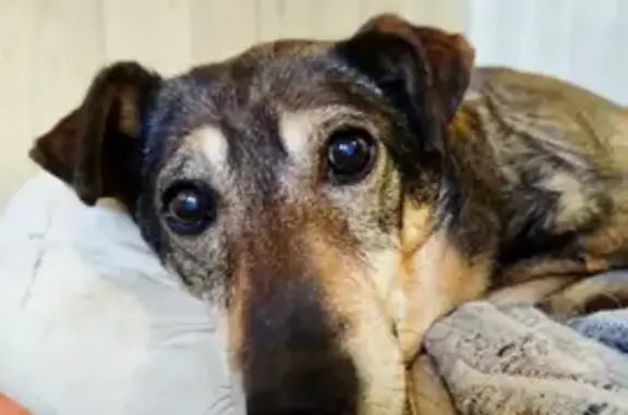 Найдена собака, Екатеринбург, фото: Собака найдена: проспект Ленина, Екатеринбург