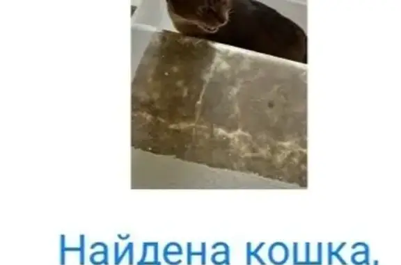 Кошки потеряшки, Москва, фото: Потеряшка кошка, Анадырский проезд, 47 к1
