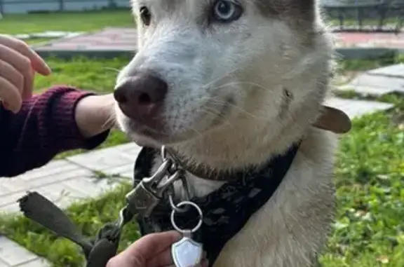 Собака у СНТ около д. Кишкино, Константиновское