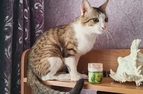 Кошки потеряшки, Волжский, фото: Потеряшка кошка на пл. Труда, Волжский