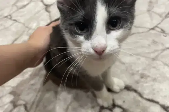 Котенок найден на Обской улице, 6