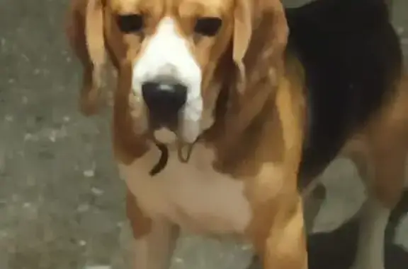 Собака найдена: Казачья ул., 12, Татарка