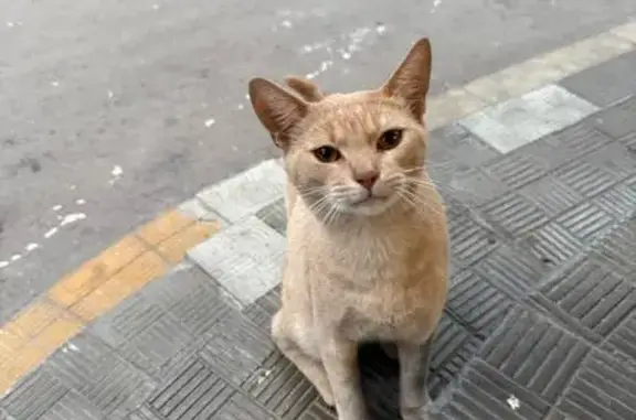 Найдена кошка, Москва, фото: Кошка найдена: ул. Рогова, 12 к2, Москва