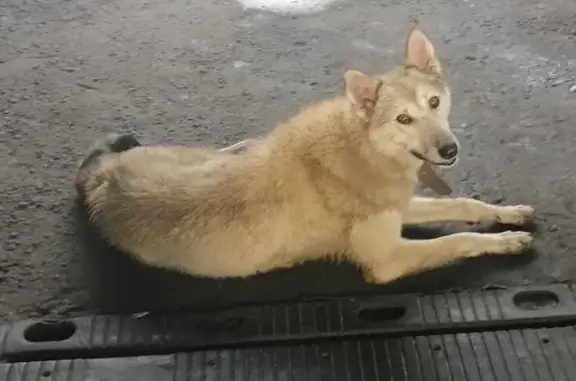 Найдена собака, Владивосток, фото: Лайка найдена на Мыс Чумака, 5А