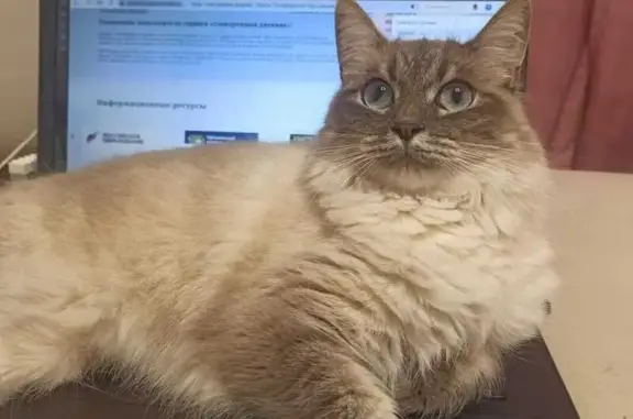 Кошки потеряшки, Санкт-Петербург, фото: Потеряшка кошка, пр. Будённого, 23 к4, СПб