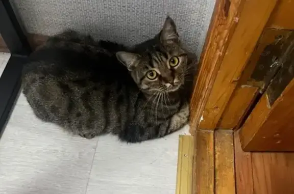 Кошки потеряшки, Ставрополь, фото: Потеряшка кошка, ул. Чехова 35, Ставрополь