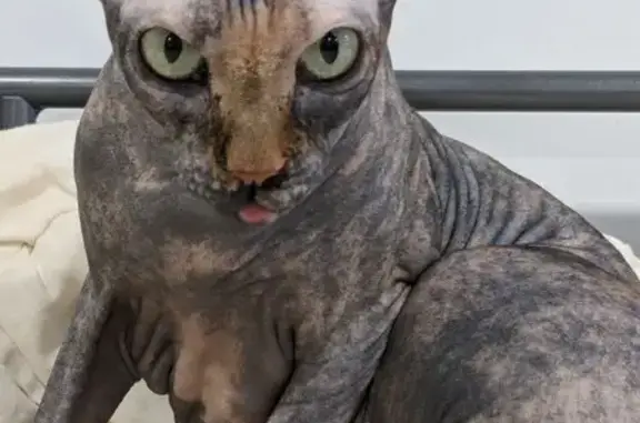 Кошки потеряшки, Ярославль, фото: Потеряшка кошка, пр. Машиностроителей 4, Яр.