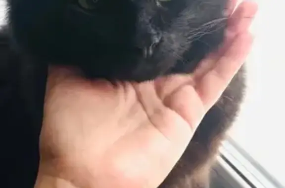 Найдена кошка, Южно-Сахалинск, фото: Найдена черная кошка, ул. Емельянова 11А