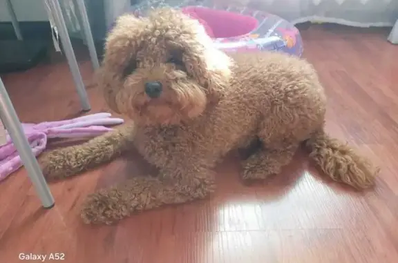 Пропала собака, ул. Куницына 18Б, Мирный