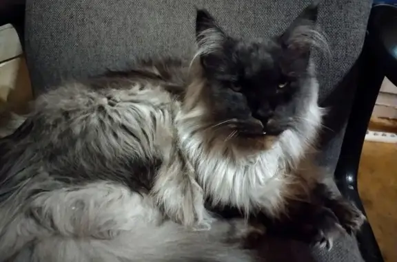 Пропала кошка мейнкун, Томск, Том. обл.