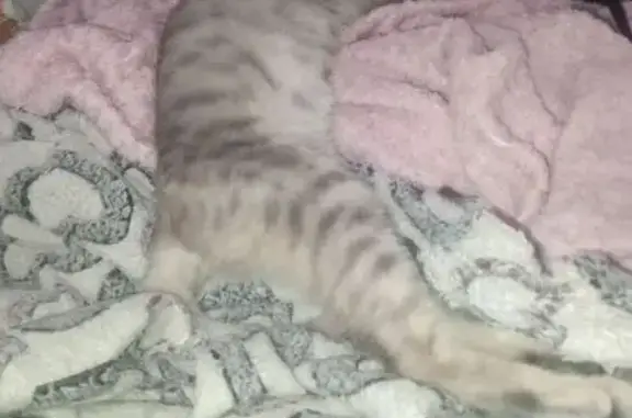 Найденные животные Улан-Удэ, фото: Кошка найдена, Дивизионная ул., Улан-Удэ