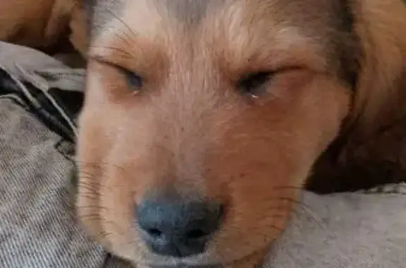 Собаки потеряшки, Прохладное, фото: Потеряшка собака, Сельская ул. 11, Прохладное