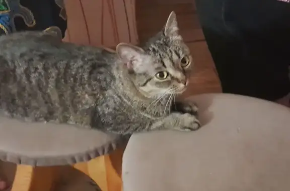 Объявления о пропавших и найденных животных, Томск, фото: Пропала кошка, ул. Ивана Черных, 111, Томск